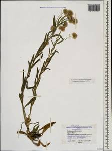 Erigeron acris subsp. acris, Caucasus, Stavropol Krai, Karachay-Cherkessia & Kabardino-Balkaria (K1b) (Russia)