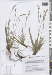 Carex digitata L., Siberia, Western Siberia (S1) (Russia)