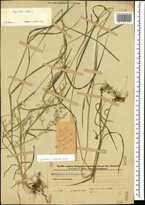 Agrostis gigantea Roth, Caucasus, Azerbaijan (K6) (Azerbaijan)