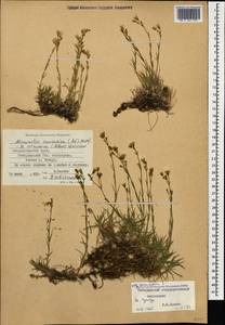 Cherleria circassica (Albov) comb. ined., Caucasus, Stavropol Krai, Karachay-Cherkessia & Kabardino-Balkaria (K1b) (Russia)