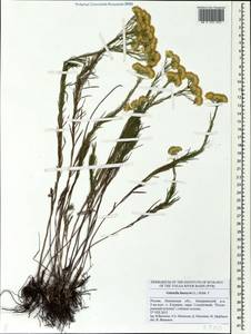 Galatella linosyris (L.) Rchb. fil., Eastern Europe, Middle Volga region (E8) (Russia)