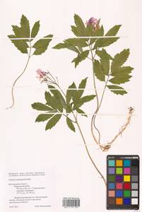 Cardamine quinquefolia (M.Bieb.) Schmalh., Eastern Europe, Central forest-and-steppe region (E6) (Russia)