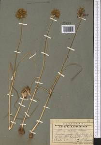 Allium caesium Schrenk, Middle Asia, Pamir & Pamiro-Alai (M2) (Tajikistan)