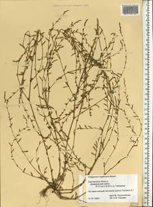 Polygonum aviculare subsp. neglectum (Besser) Arcang., Eastern Europe, Western region (E3) (Russia)