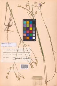 Linum austriacum L., Eastern Europe, Central forest-and-steppe region (E6) (Russia)