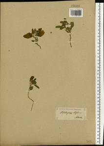 Heliotropium ellipticum Ledeb., Eastern Europe, Lower Volga region (E9) (Russia)