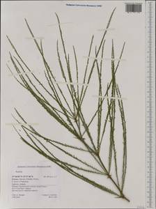 Acacia, Western Europe (EUR) (Greece)