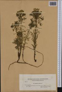 Euphorbia cyparissias L., Western Europe (EUR) (Bulgaria)