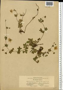 Potentilla reptans L., Eastern Europe, Moscow region (E4a) (Russia)