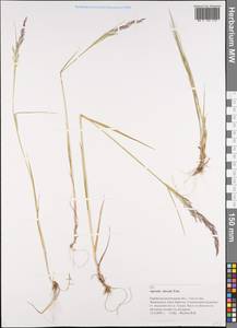 Agrostis clavata Trin., Siberia, Russian Far East (S6) (Russia)