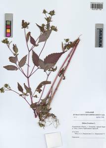 Bidens frondosa L., Siberia, Altai & Sayany Mountains (S2) (Russia)