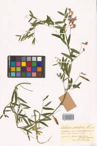Lathyrus palustris subsp. palustris, Siberia, Russian Far East (S6) (Russia)