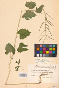 Alliaria petiolata (M.Bieb.) Cavara & Grande, Eastern Europe, Central forest-and-steppe region (E6) (Russia)