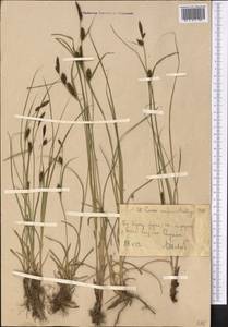 Carex melanostachya M.Bieb. ex Willd., Middle Asia, Western Tian Shan & Karatau (M3) (Uzbekistan)