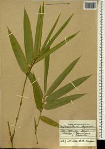 Oxytenanthera abyssinica (A.Rich.) Munro, Africa (AFR) (Mali)
