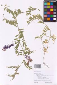 Vicia villosa Roth, Eastern Europe, North-Western region (E2) (Russia)