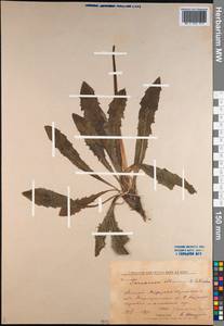 Taraxacum ceratophorum (Ledeb.) DC., Siberia, Altai & Sayany Mountains (S2) (Russia)