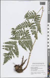 Dryopteris carthusiana (Vill.) H. P. Fuchs, Eastern Europe, Central region (E4) (Russia)