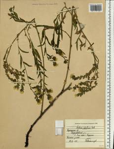 Anchusa ochroleuca M. Bieb., Eastern Europe, Central forest-and-steppe region (E6) (Russia)