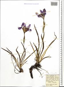 Iris aphylla L., Caucasus, Stavropol Krai, Karachay-Cherkessia & Kabardino-Balkaria (K1b) (Russia)