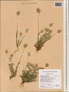 Lagurus ovatus L., South Asia, South Asia (Asia outside ex-Soviet states and Mongolia) (ASIA) (Cyprus)