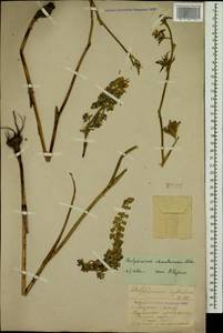 Delphinium schmalhausenii Albov, Caucasus, North Ossetia, Ingushetia & Chechnya (K1c) (Russia)