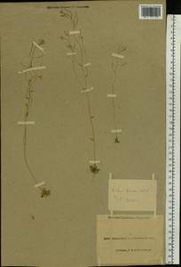 Arabidopsis thaliana (L.) Heynh., Eastern Europe, North Ukrainian region (E11) (Ukraine)