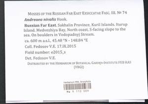 Andreaea nivalis Hook., Bryophytes, Bryophytes - Russian Far East (excl. Chukotka & Kamchatka) (B20) (Russia)