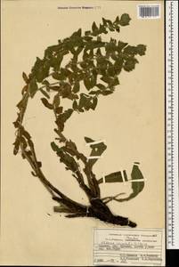 Alkanna orientalis (L.) Boiss., Caucasus, Armenia (K5) (Armenia)