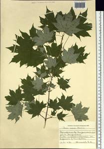 Acer pictum subsp. mono (Maxim.) H. Ohashi, Siberia, Russian Far East (S6) (Russia)