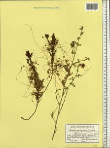 Cuscuta epithymum (L.) L., Eastern Europe, Central forest-and-steppe region (E6) (Russia)