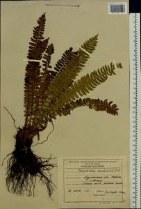 Polystichum lonchitis (L.) Roth, Eastern Europe, Northern region (E1) (Russia)