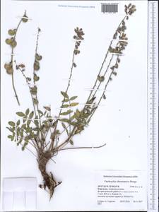 Onobrychis chorassanica Boiss., Middle Asia, Pamir & Pamiro-Alai (M2) (Kyrgyzstan)