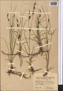 Carex melanostachya M.Bieb. ex Willd., Middle Asia, Western Tian Shan & Karatau (M3) (Uzbekistan)