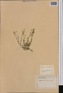 Cherleria laricifolia subsp. laricifolia, Western Europe (EUR) (Not classified)