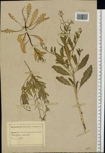 Chorispora tenella (Pall.) DC., Eastern Europe, South Ukrainian region (E12) (Ukraine)