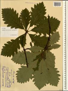 Quercus macranthera Fisch. & C.A.Mey. ex Hohen., Caucasus, North Ossetia, Ingushetia & Chechnya (K1c) (Russia)