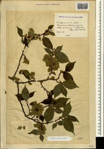 Ulmus glabra, Caucasus, Stavropol Krai, Karachay-Cherkessia & Kabardino-Balkaria (K1b) (Russia)