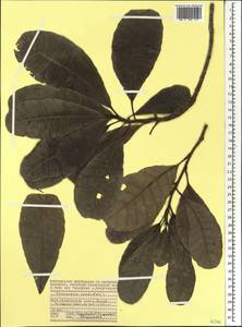Anacardium occidentale L., Africa (AFR) (Seychelles)