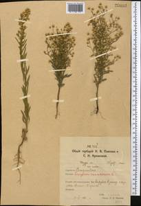 Erigeron canadensis L., Middle Asia, Northern & Central Kazakhstan (M10) (Kazakhstan)