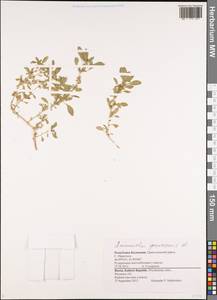 Amaranthus graecizans L., Eastern Europe, Lower Volga region (E9) (Russia)