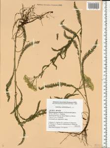 Achillea millefolium L., Eastern Europe, Central forest-and-steppe region (E6) (Russia)