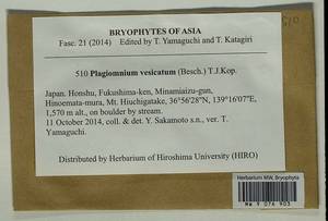 Plagiomnium vesicatum (Besch.) T.J. Kop., Bryophytes, Bryophytes - Asia (outside ex-Soviet states) (BAs) (Japan)