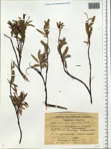 Salix boganidensis Trautv., Siberia, Chukotka & Kamchatka (S7) (Russia)