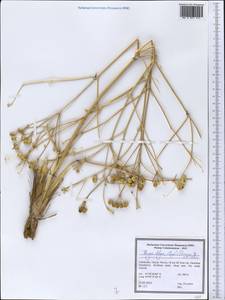 Prangos didyma (Regel) Pimenov & V. N. Tikhom., Middle Asia, Syr-Darian deserts & Kyzylkum (M7) (Uzbekistan)