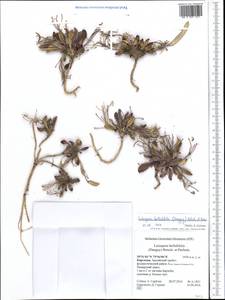 Leiospora bellidifolia (Danguy) Botsch. & Pachom., Middle Asia, Pamir & Pamiro-Alai (M2) (Kyrgyzstan)