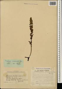 Pedicularis condensata M. Bieb., Caucasus, Armenia (K5) (Armenia)