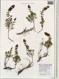 Thymus pulchellus C.A.Mey., Caucasus, Stavropol Krai, Karachay-Cherkessia & Kabardino-Balkaria (K1b) (Russia)