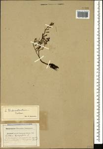 Lythrum tribracteatum Spreng., Caucasus, Krasnodar Krai & Adygea (K1a) (Russia)