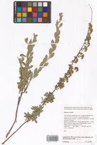 Spiraea crenata L., Eastern Europe, Lower Volga region (E9) (Russia)
